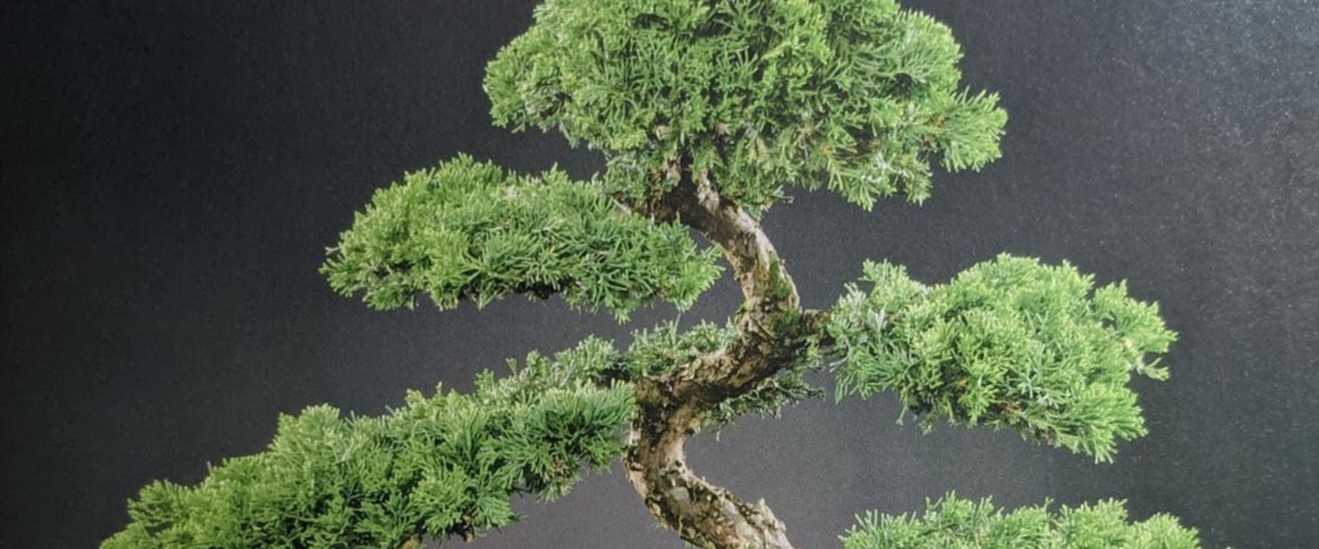 Exploring the Tropical Beauty of Bonsai Trees in Honolulu
